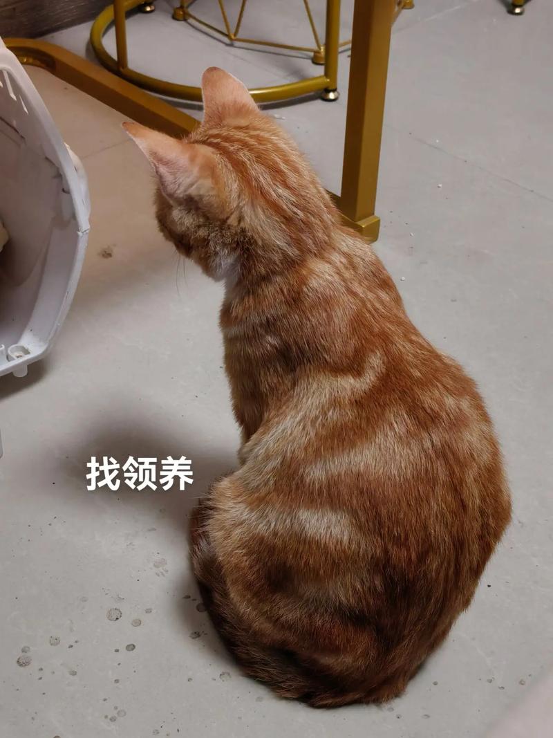 养不了猫,所以送个好人家:养不了的猫,找不到送养的人